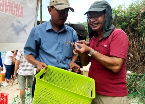 115 chú rùa con "chạy đua" ra biển Cù Lao Chàm