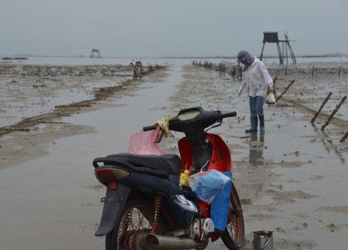 Buông lỏng quản lý bãi triều ở Quảng Ninh: Dân muốn bắt sá sùng phải "nộp tô"