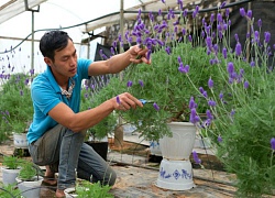 Chẳng cần đến Pháp xa xôi, đến nơi này có cả đồng lavender tím rịm