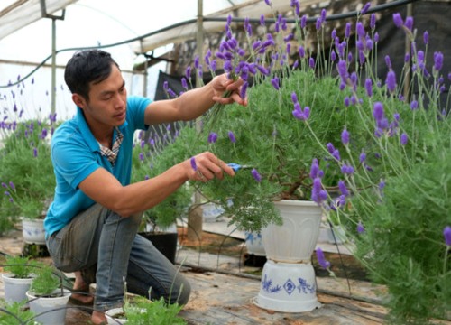 Chẳng cần đến Pháp xa xôi, đến nơi này có cả đồng lavender tím rịm