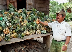 Đáng ngại: Giá dứa xuống thấp, nông dân vẫn "liều" trồng gần 30ha