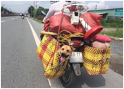 Đáng yêu chú chó được "sen" cho đi ngao du khắp thế gian bằng giỏ khiến CĐM không tiếc lời khen