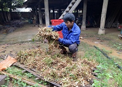 Lai Châu: Nước mắt rơi khi vò lúa non cố tìm những hạt còn ăn được