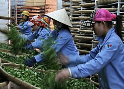 Ngành chè gặp khó với tiêu chuẩn vệ sinh của nhà nhập khẩu