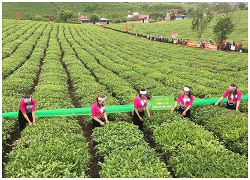 Tận hưởng không gian xanh mát vô tận ở cao nguyên Mộc Châu