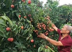 Thương gia "chân đất" tiêu thụ cả nghìn tấn vải thiều Lục Ngạn