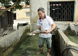 "Thủy quái" sông Gâm đẻ nhân tạo thành công, nông dân có cơ đổi đời