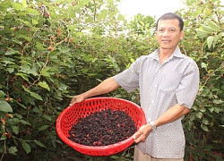 Trồng dâu tằm thu hàng tấn trái, bán bao nhiêu lời bấy nhiêu