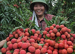 Chính thức khép lại vụ vải thiều, Bắc Giang đạt doanh thu &#8220;khủng&#8221;