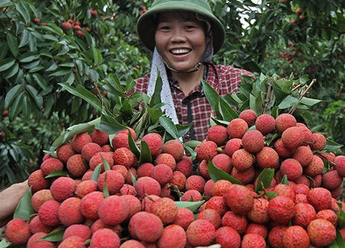 Chính thức khép lại vụ vải thiều, Bắc Giang đạt doanh thu "khủng"