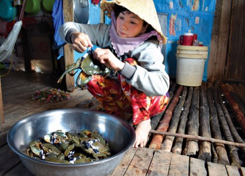 Cùng nông dân tìm cách làm giàu ở vùng đất mũi Cà Mau