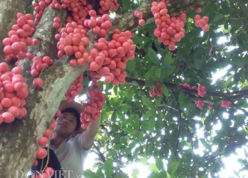 Đặc sản Tây Bắc: "Săn" dâu da rừng, có nhiều cây hái vài tạ quả