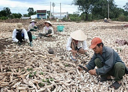 Giá sắn xuất khẩu đang tăng mạnh, Trung Quốc "ăn" tới 92,1%