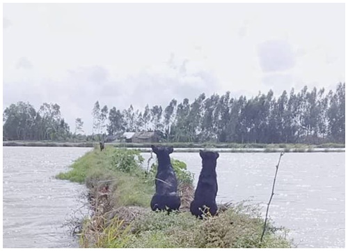 Hai con boss ngoan nhất MXH: Sen sai ra trông đầm tôm là ngồi ị thì lị từ sáng đến trưa quyết không lơ là