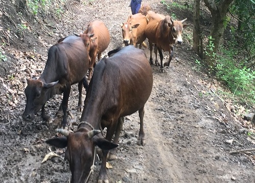 Làm giàu ở nông thôn: Nơi khỉ ho cò gáy, khá giả nhờ nuôi bò thả đồi