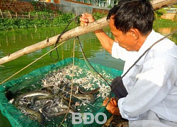 Nuôi thành công loài cá chình mun, lão nông đất võ thu nửa tỷ đồng