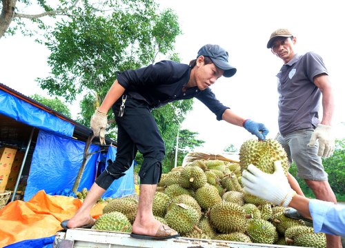 Ồ ạt gom cả hạt nhỏ bán sang Trung Quốc, giá hạt sầu riêng tăng vọt