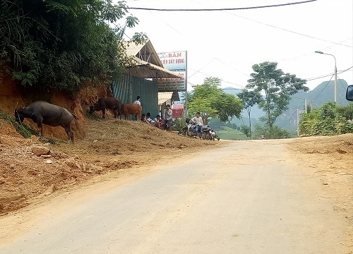 Sơn La: Chợ trâu bò không phép ngang nhiên tồn tại nhiều năm trời