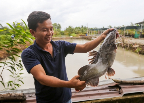 Trang trại xuất bán hằng trăm nghìn con cá lăng giống/tuần ở Sài Gòn