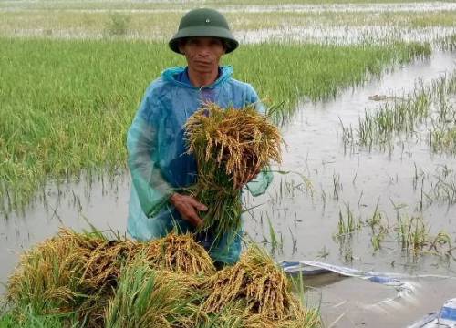 Chủ tịch Thanh Hóa, Nghệ An phát công điện khẩn chống bão số 3