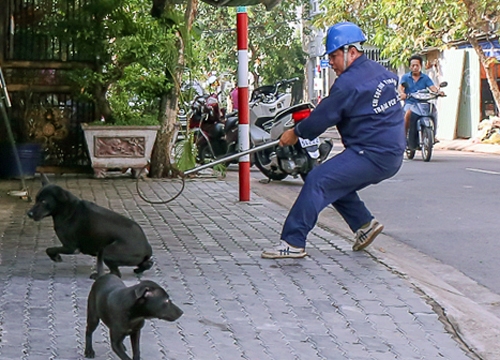 Ông Đoàn Ngọc Hải muốn dẹp nạn chó thả rông ở trung tâm Sài Gòn