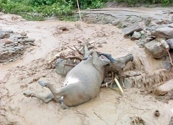 Yên Bái: Mưa lũ tàn phá nhiều công trình, nhà cửa, hoa màu