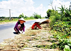 Bông sậy, cây nhàu, trái giác tưởng vứt đi mà lại thành "cứu tinh"