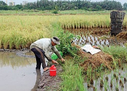 Cơ hội khi TP.HCM chuyển đổi 26.000 ha đất nông nghiệp