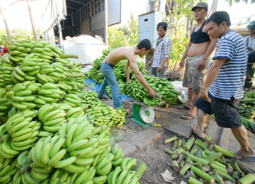 Đang từ lãi cao, giá chuối Đồng Nai lao dốc có loại còn 1.000 đ/kg