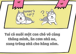 Nuôi thú cưng thì vui nhưng vớ phải một em bị "ngố tàu" thì dở khóc dở cười đấy