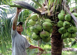 Mỗi tháng thu hơn 10 triệu từ vườn dừa xiêm xanh trái sai quá trời