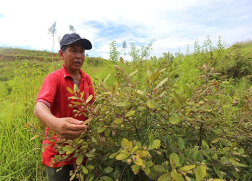 Nông dân đầu tư trăm triệu trồng sim ở Quảng Nam