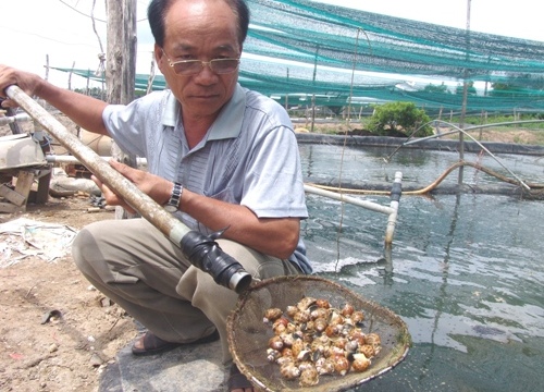 Nuôi loài "ốc phá sản", lão nông vẫn thu tiền tỷ mỗi năm