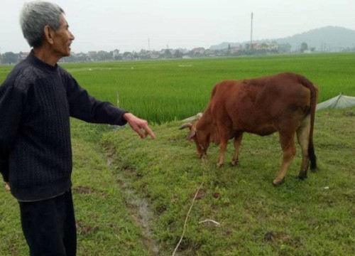 Vụ chăn trâu bò phải đóng phí đồng cỏ: Kiểm điểm rút kinh nghiệm