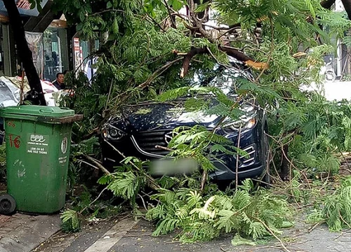 Hà Nội: Ô tô đang đỗ yên lành ven đường thì bị nguyên cây phượng lớn đổ trúng