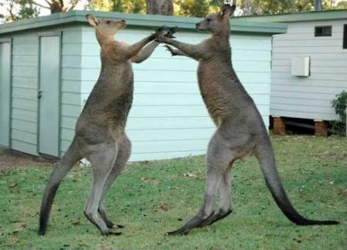 Hai chú Kangaroo giận nhau siêu đáng yêu