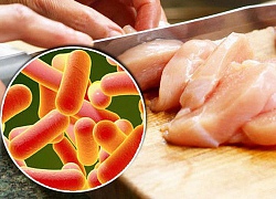 Tìm hiểu về Salmonella - hung thủ gây chứng ngộ độc kinh khủng nhất