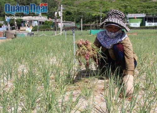 Bệnh thối củ tấn công, nông dân Lý Sơn xót xa nhổ bỏ cả sào hành