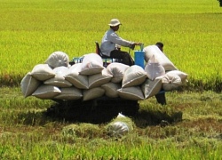 Công bố giá thành sản xuất lúa ở ĐBSCL: Nông dân tốn thêm 1.400 tỷ