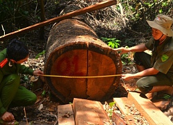 Để mất rừng, hàng loạt lãnh đạo doanh nghiệp bị khởi tố, bắt giam