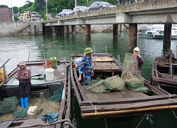 Đồn Biên phòng cửa khẩu cảng Hòn Gai bắt giữ phương tiện khai thác hải sản trái phép