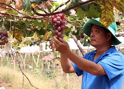 Kiếm bộn tiền nhờ trồng nho Nhật, cho 1 tấn trái/sào, bán rất chạy