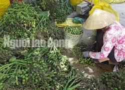 Lại ồ ạt gom hàng tấn cau non bán cho thương lái Trung Quốc