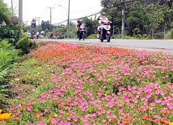 Mê mải ngắm những con đường, ngôi nhà đầy hoa trước nhà ở Thái Mỹ