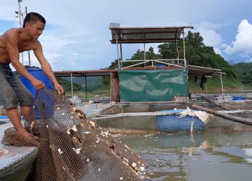 Rời bản ra lòng hồ nuôi cá, cho ăn cây ngô, lá chuối có trăm triệu