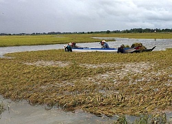 Vừa gặt lúa chạy lũ ngoài đê, người dân ĐBSCL vừa mong có "lũ đẹp"