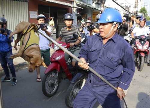 Bắt chó thả rông giữa Trung tâm TP.HCM: 'Chủ nhân biết ý'