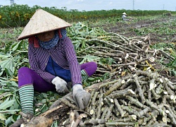 Dịch khảm lá sắn hoành hành: Nhiều nông dân vẫn "vô tư" xuống giống