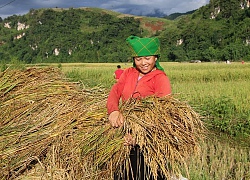 Mê mẩn cánh đồng lúa nếp chín vàng rực trên cao nguyên Ngọc Chiến