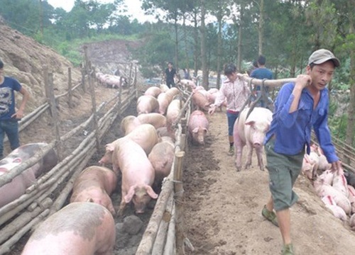 Ngăn chặn dịch tả lợn châu Phi: Xử lý nghiêm buôn lậu từ biên giới